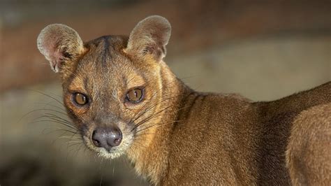 Closeup of a female fossa looking to the right Zoo Animals, Animals And ...