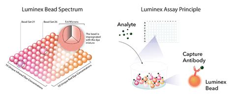 Luminex Multiplex Assays란 무엇인가요? > 제품 선택 가이드 | LABIS KOMA