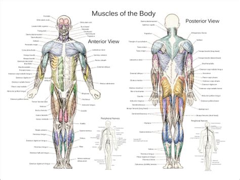 Body Muscles - Clinical Charts and Supplies