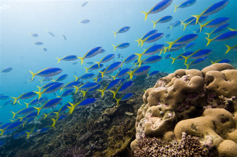 5 Must-Dive Destinations in Fiji