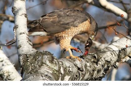 Coopers Hawk Feeding Stock Photo 536815129 | Shutterstock