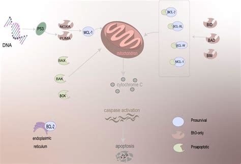 Frontiers | The role of BCL-2 family proteins in regulating apoptosis ...