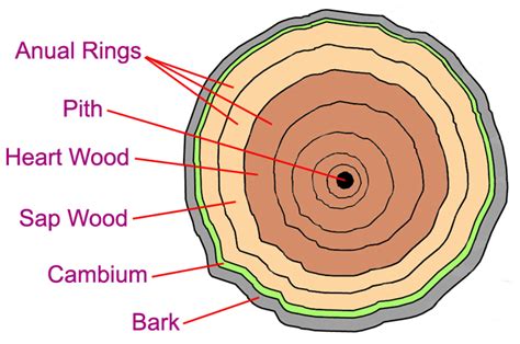 What is wrong with my tree... please provide input!! - Garden -Trees ...