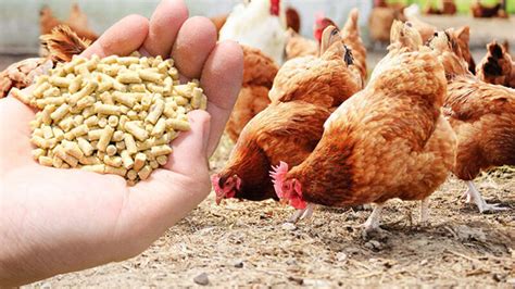 POULTRY FEED AND FORMULATION - Agriculture Nigeria