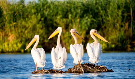 Obiective turistice Delta Dunarii Archives - Exploreaza Delta Dunarii