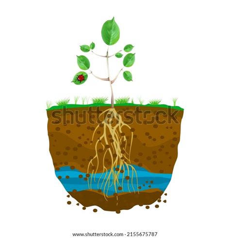 1,276 Tree Roots Cross Section Images, Stock Photos & Vectors ...