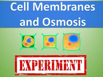 Cell Membranes and Osmosis Experiment Powerpoint by Hands On Hearts Full