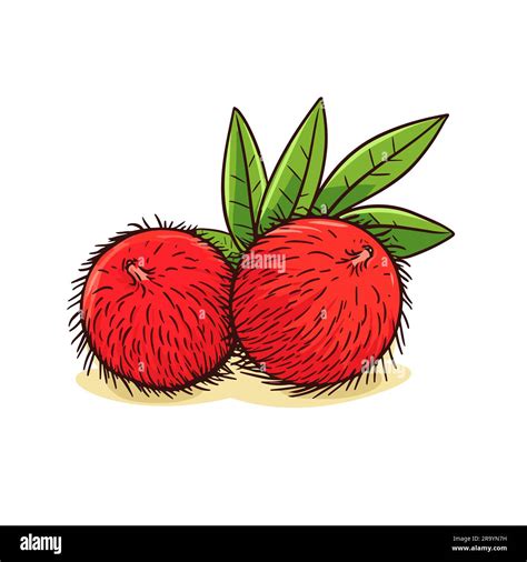 Rambutan. Rambutan hand-drawn illustration. Vector doodle style cartoon ...