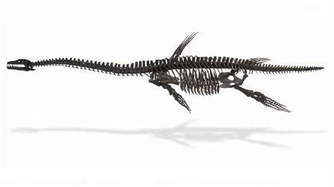 'Rare 3D' Dorset plesiosaur fossil fetches £90k at auction - BBC News