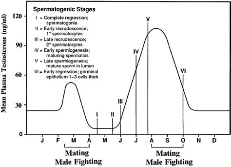 Testosterone Cypionate Life Cycle - Testosterone Cypionate Cycle Guide ...