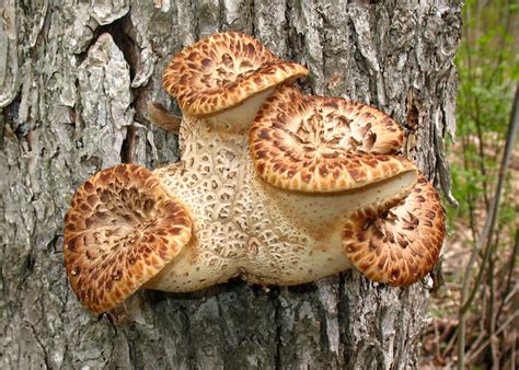 Dryad's Saddle, Pheasant Back Mushroom, Hawks Wing (Polyporus squamosus ...