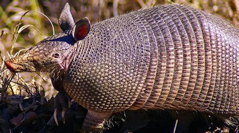 8 Facts You May Not Know About The Armadillo Shell – North American Nature