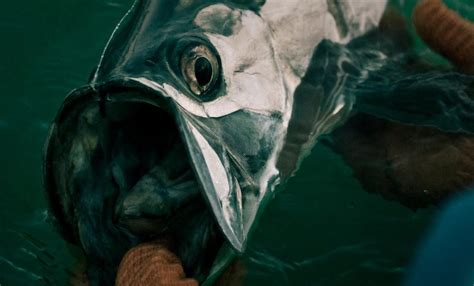 11 Tips for Spotting Tarpon | MidCurrent