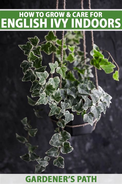 English Ivy Houseplants: How to Care For Hedera Helix Indoors