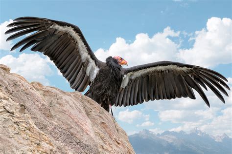 A Tale of Two Condors: Andean and California Condors