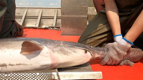 Learn more about paddlefish, North Dakota's largest fish species in ...