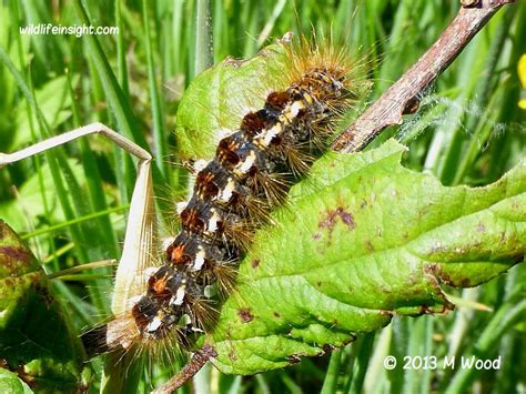 Brown-tail Moth and hairy caterpillar Euproctis chrysorrhoea