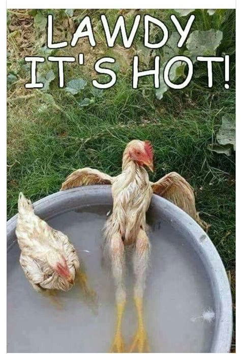 Lawdy it's hot. | Fotos de animales graciosos, Fotos de pollo, Gallinas ...