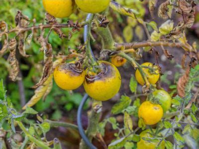 Late Blight Of Tomato Plants - Can You Eat Tomatoes Affected With Blight