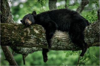 Un-bear-ably Cute: Black Bear Caught Napping | Live Science