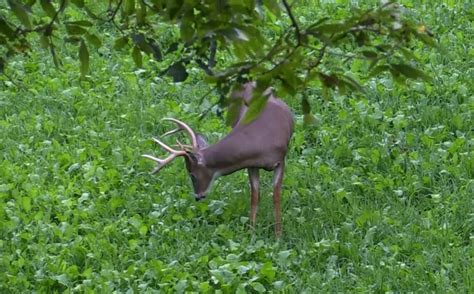 Wildlife Food Plots | Albert Land Management