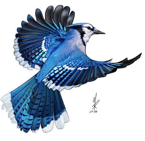 Blue Jay Flying