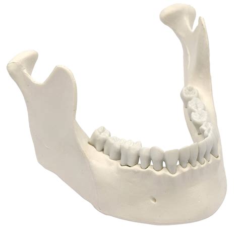 Mandible Lower Jaw Model With 16 Teeth Anatomically Accurate Human Bone ...