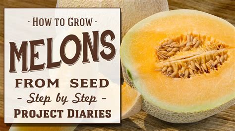 How to: Grow Melons from Seed (A Step by Step Guide) - YouTube