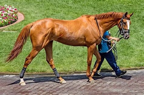 The 7 Most Expensive Horse Breeds In The World – Horse FactBook