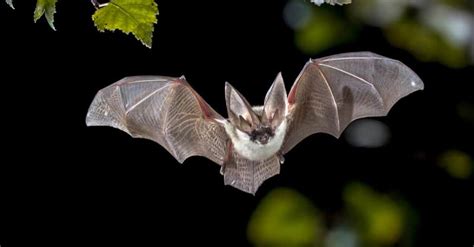 Do Bats Migrate During the Winter? - A-Z Animals