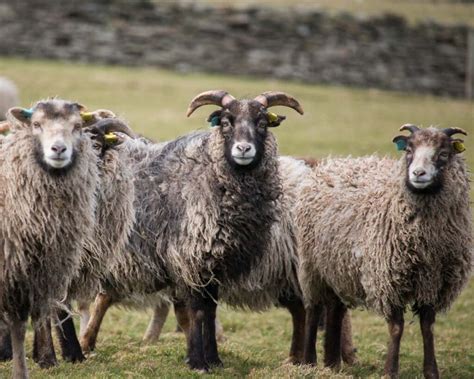 North Ronaldsay Sheep: The Unique Seaweed-eating Sheep Of Scotland