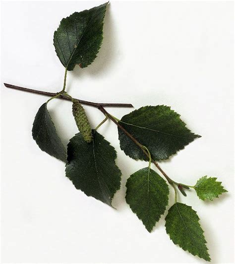 White Birch Tree leaves | TREES | Pinterest | Tree leaves, Birches and ...