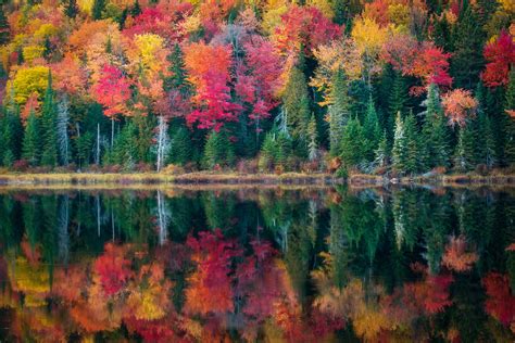 Vivid autumn leaves reflecting in a lake in La Maurice National Park ...