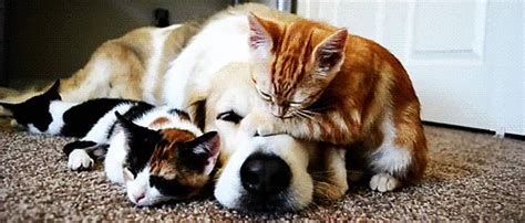 Dog and Cat GIFs | POPSUGAR Pets