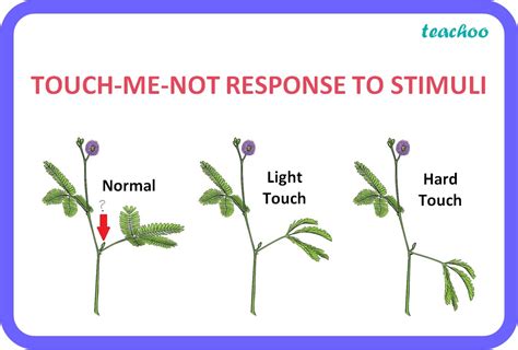 [Class 10] What is the response to stimuli in plants? - Teachoo