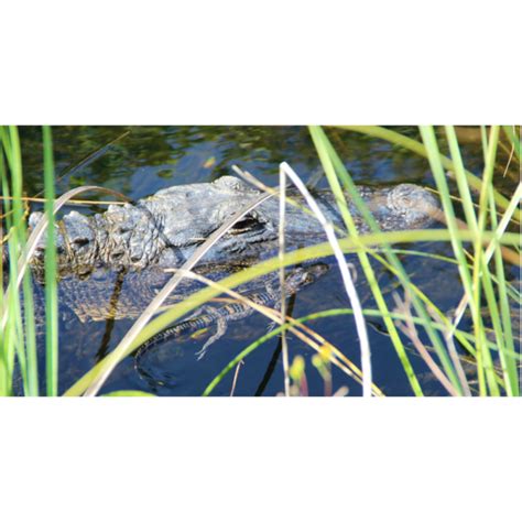 Everglades Airboat and Florida Alligator Show Tour – Gearo