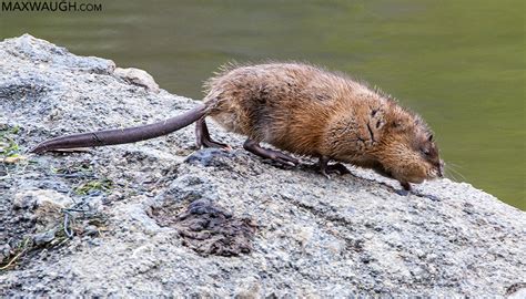 Animal Identification Throwdown: Otter vs. Beaver vs. Muskrat | Max Waugh