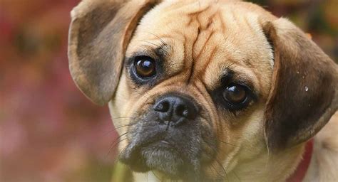 Puggle - Is The Beagle Pug Mix Your Perfect Pet Puppy?