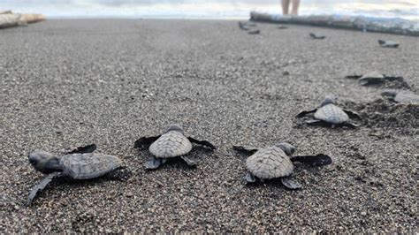 Aboitiz Land releases 331 pawikan hatchlings at Seafront Residences