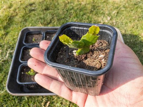 How to Prune a Christmas Cactus: 3 Tips & Tricks | House Grail