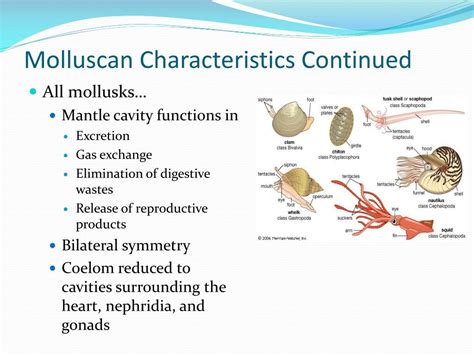 PPT - Phylum Mollusca PowerPoint Presentation, free download - ID:2190236