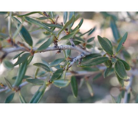 Colorado Springs Utilities Xeriscaping - Curl-leaf Mountain Mahogany