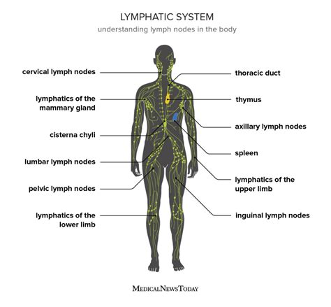 Lymph Nodes Diagram Neck