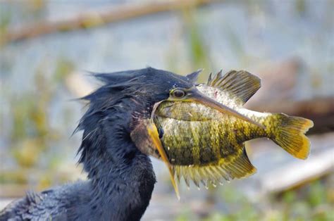 Sunning posture stands out for anhinga, cormorant | Columnists ...