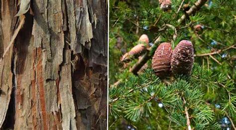 Types of Cedar Trees with Identification Guide (Pictures, and Name ...