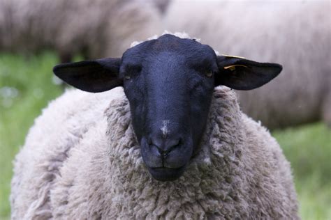 Avez-vous été le Mouton Noir