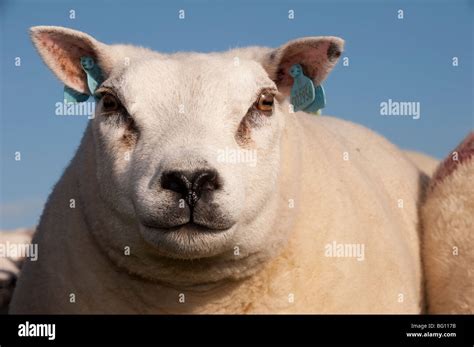 Beltex sheep in Scottish countryside Stock Photo - Alamy