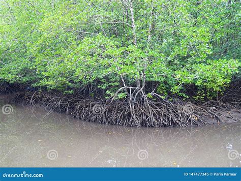 Rowing Through Mangroves - Red Mangrove Trees - Baratang Island ...