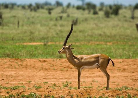 FAUNA De La ESTEPA - ¡+10 ANIMALES!