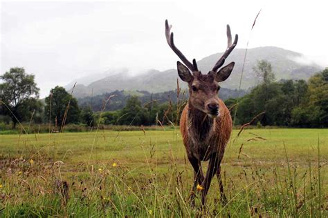 scottish-highlands-wildlife-8